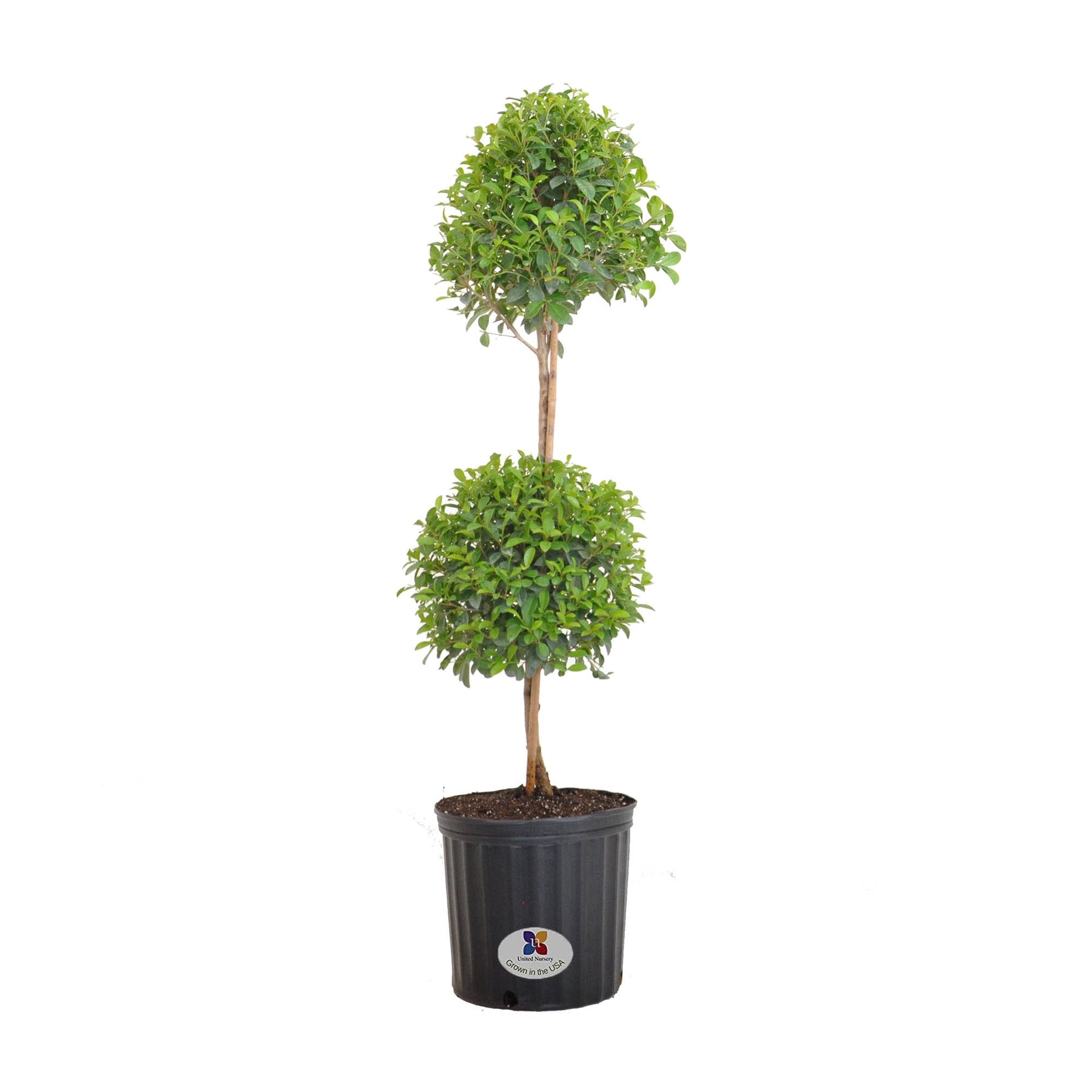 United Nursery Eugenia Topiary Live Outdoor Euginia Myrtifolia Plant Shipped in 9.25 inch Grower Pot 39-41 - Product image 1